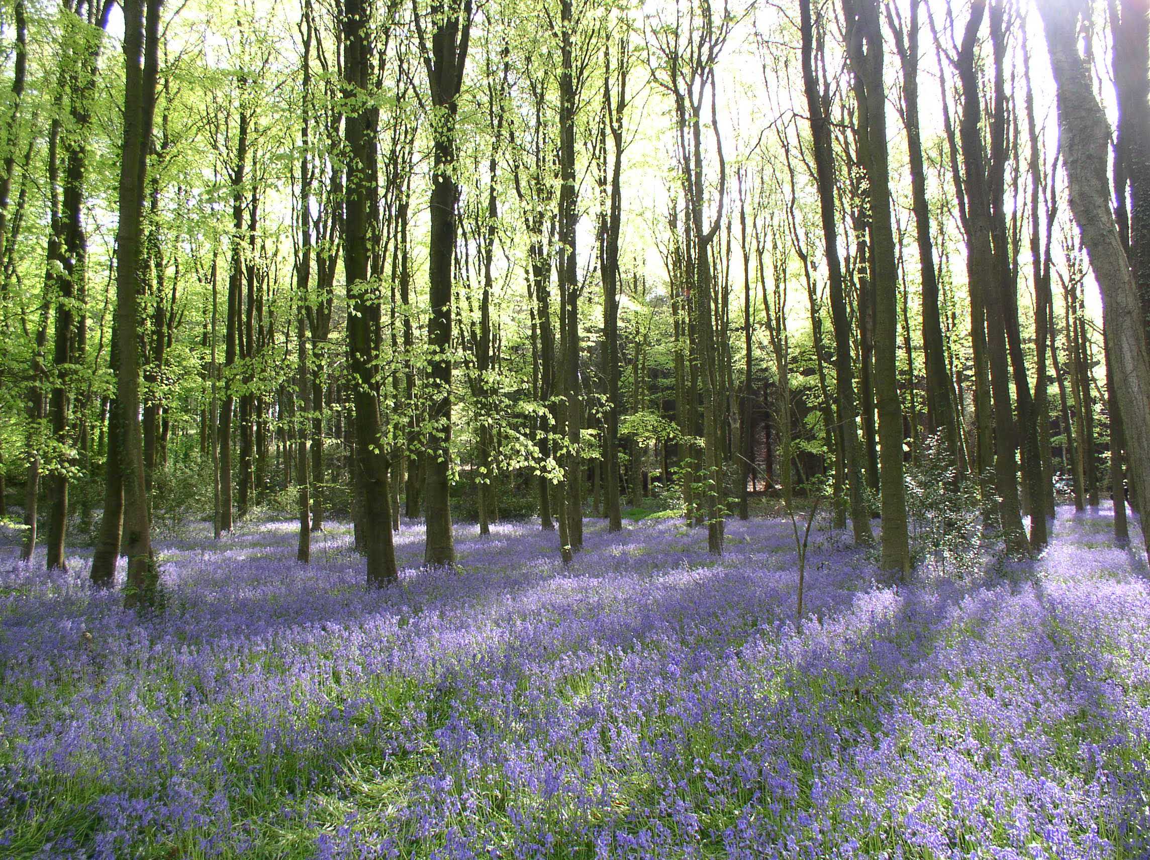 A forest of bluebells in amongst some trees